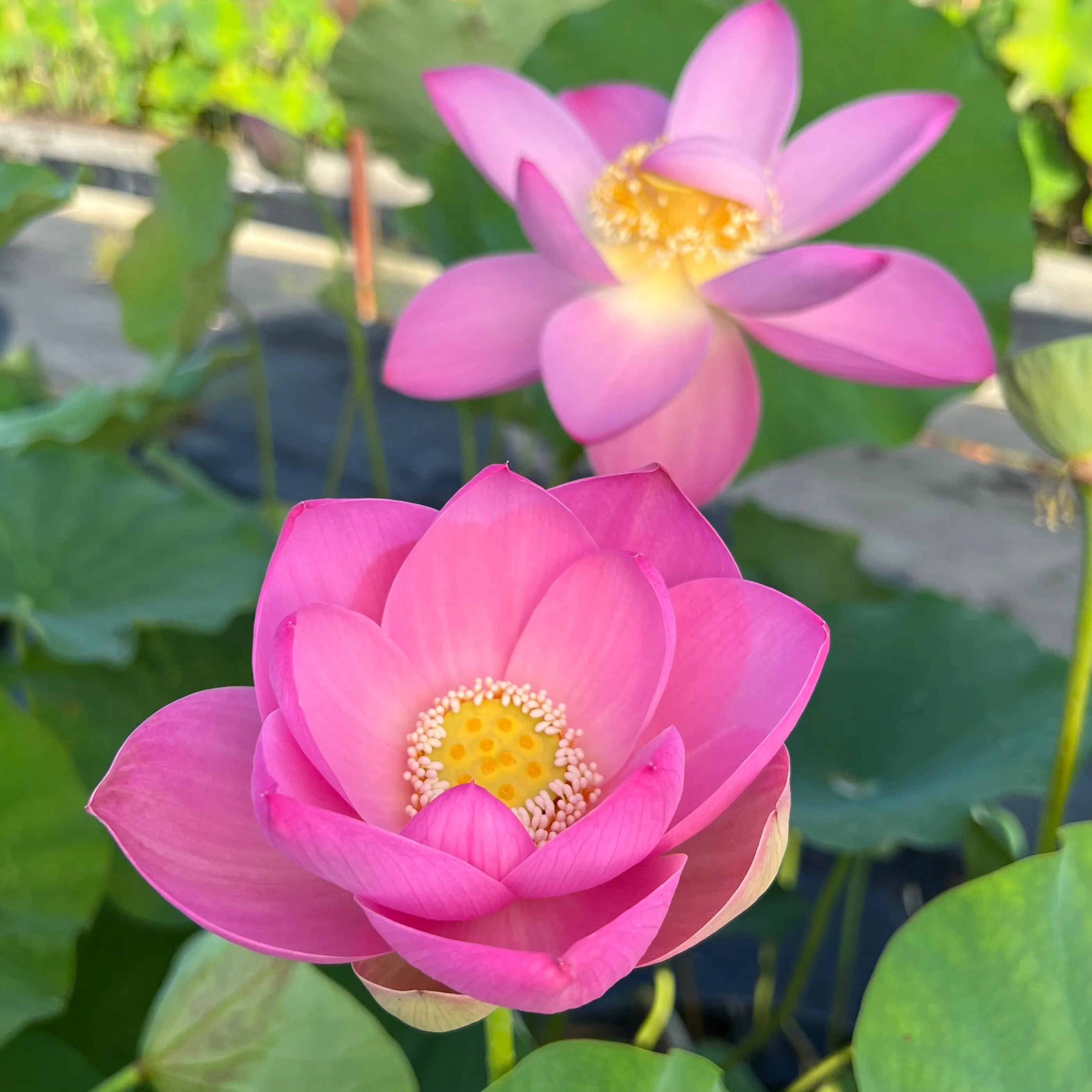 Ruby Slipper Lotus  <br>  Stunning single-petal blooms!